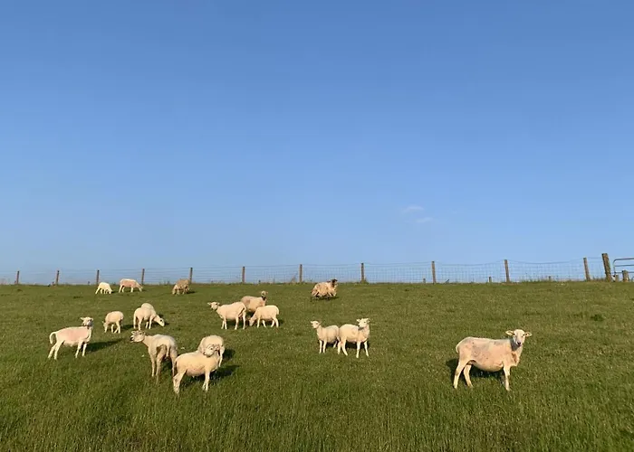 Tichelmeister 45261 דיצום